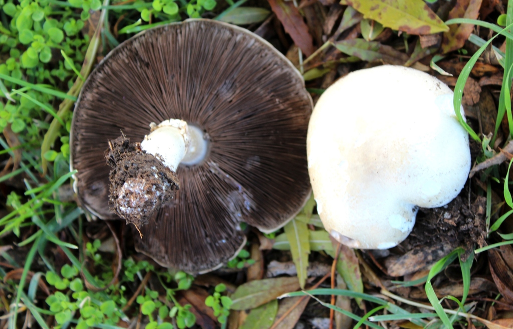 Horse Mushroom (Edible Fungi) · iNaturalist