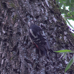 Dendrocopos major