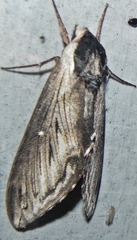 Sphinx poecila