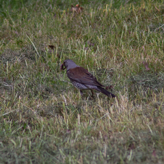 Turdus pilaris