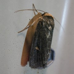 Proteuxoa cinereicollis