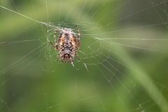 Gibbaranea bituberculata