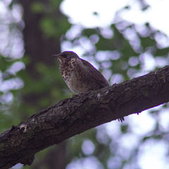 Turdus pilaris