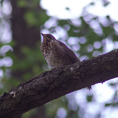 Turdus pilaris