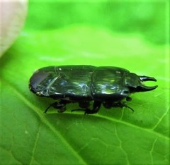 Hololepta