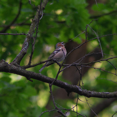 Fringilla coelebs