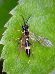 Allantus cingulatus
