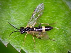 Allantus cingulatus