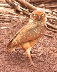 Athene cunicularia grallaria