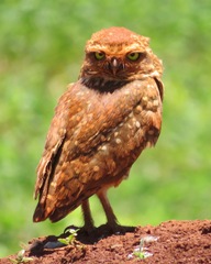 Athene cunicularia grallaria