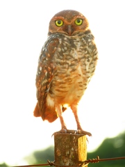 Athene cunicularia grallaria