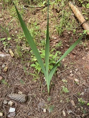 Iris domestica