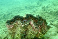 Tridacna elongatissima