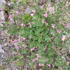 Ononis rotundifolia