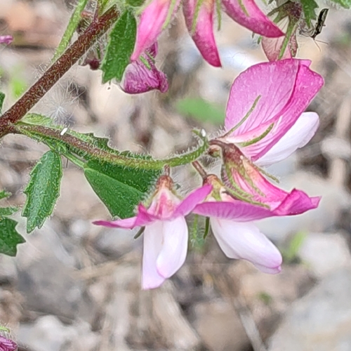 Image of Ononis rotundifolia by no rights reserved