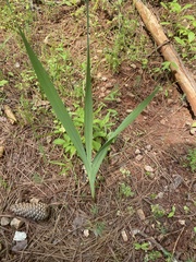 Iris domestica