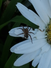 Arctosa personata