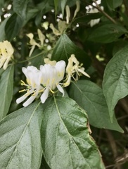 Lonicera maackii