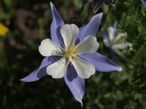 blue columbine