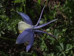 Aquilegia coerulea coerulea