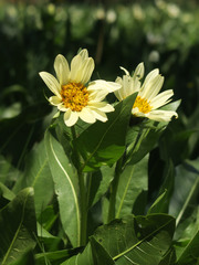 Wyethia × cusickii