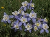 Colorado Blue Columbine - Photo (c) Jim Morefield, some rights reserved (CC BY)