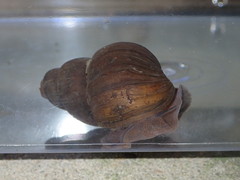 Heterogen japonica