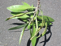 Teuchothrips disjunctus