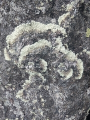 Arctoparmelia centrifuga