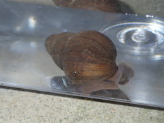 Heterogen japonica