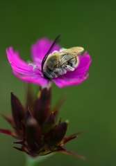 Eucera longicornis