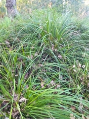 Carex lancea