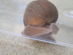 Heterogen japonica
