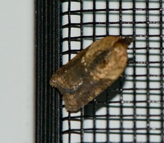 Acleris fragariana