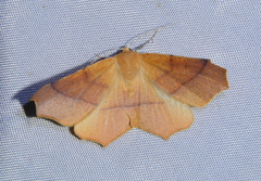 Tetracis cervinaria