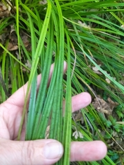 Carex lancea