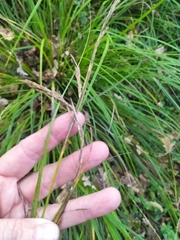 Carex lancea