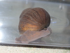 Heterogen japonica