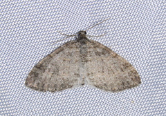 Lobophora