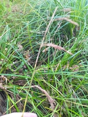 Carex lancea