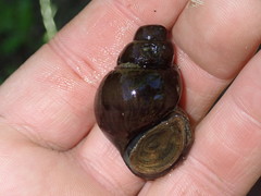 Heterogen japonica