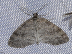 Lobophora