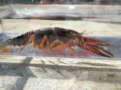 Procambarus troglodytes