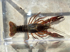Procambarus troglodytes