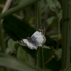 Heliopetes laviana