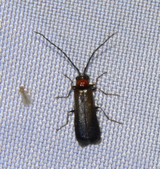 Silinae