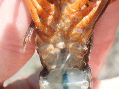 Procambarus troglodytes