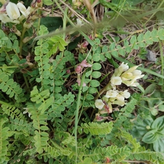 Astragalus monspessulanus