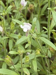 Chaenorhinum