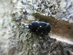 Hololepta